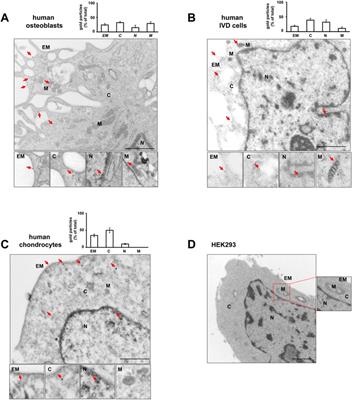 Unorthodox localization of P2X7 receptor in subcellular compartments of skeletal system cells